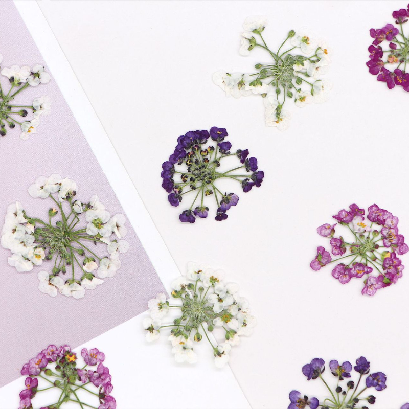Dried Flower Bookmark - 1.5-2.5 سم/12 قطعة، رؤوس زهور ثلجية
