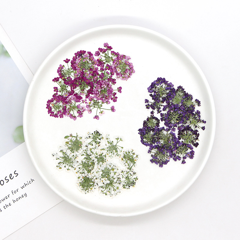 1.5-2.5 سم/12 قطعة، رؤوس زهور  - مراجعة Dried Flower Bookmark وسعره