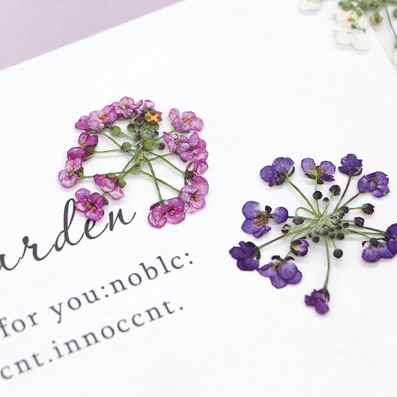 1.5-2.5 سم/12 قطعة، رؤوس زهور  - مراجعة Dried Flower Bookmark وسعره